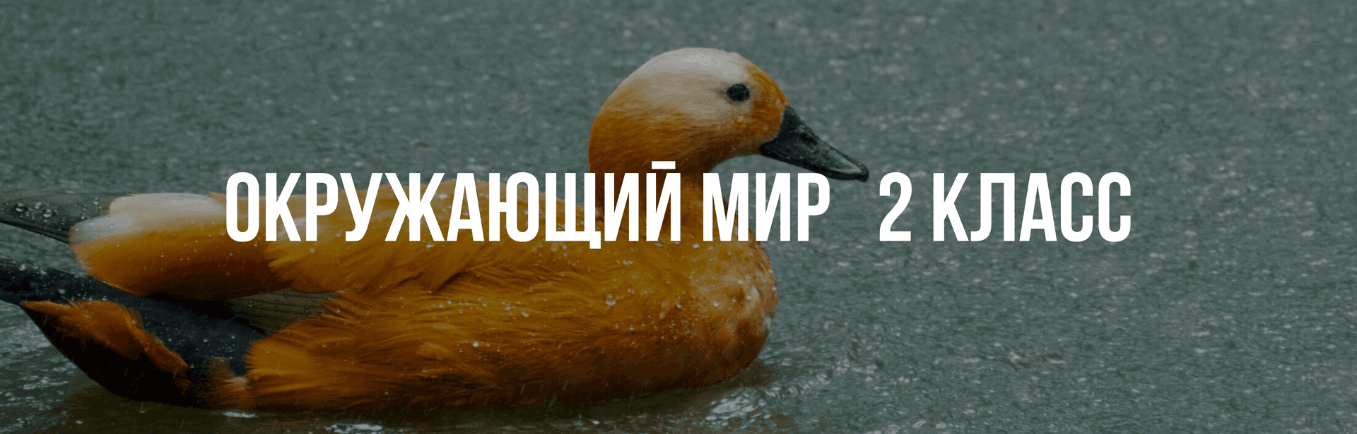 Окружающий мир 2 класс